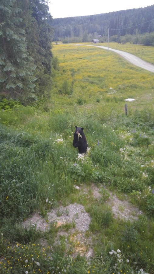 Willa Wolfwood Guest Ranch Clearwater Zewnętrze zdjęcie